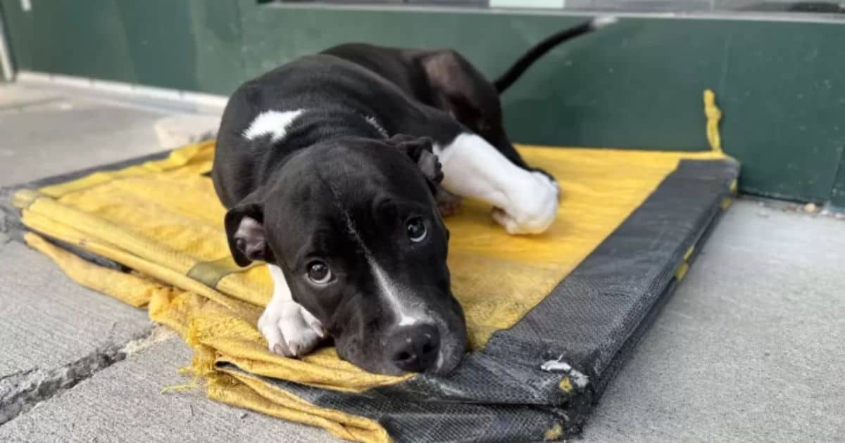 Abandoned Pup Waited 11 Hours Outside Shelter With Hope-Filled Eyes, Finally Found His Forever Home