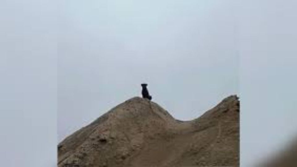 Workers Watched A Dog Stand Alone For Months With Nowhere To Go