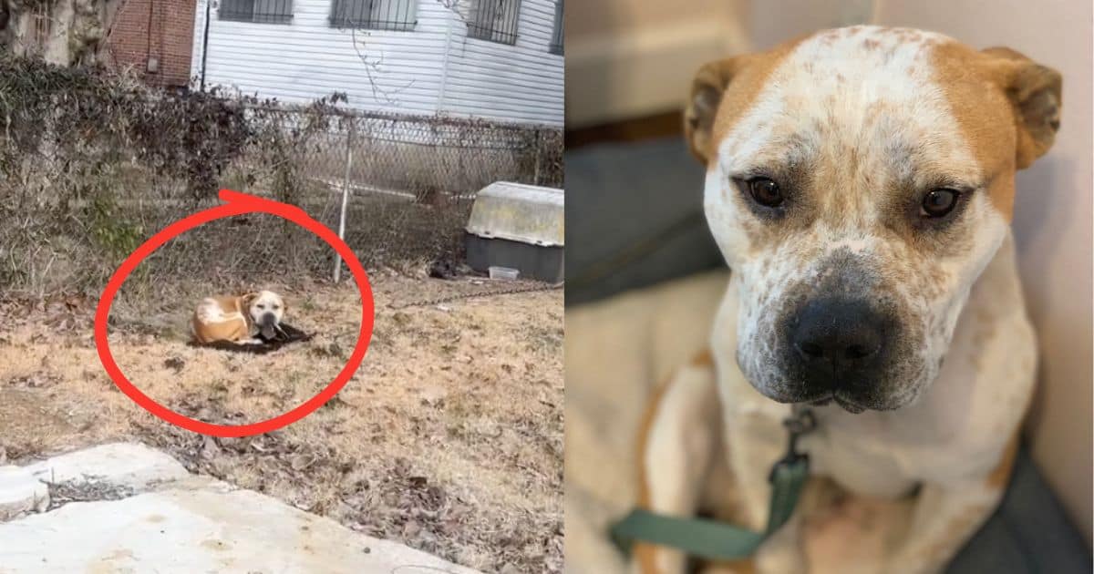 Dog Found Chained At Abandoned House In Freezing Weather Cried Out For Help