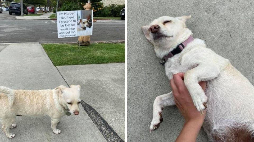 Jogger Meets A “Lost” Dog And Finds Out She’s Not Lost At All