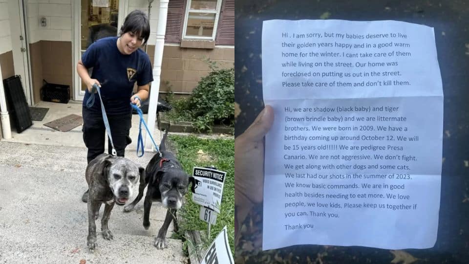 Fifteen-Year-Old Dogs Left Outside Shelter With a Note That No One Can Forget