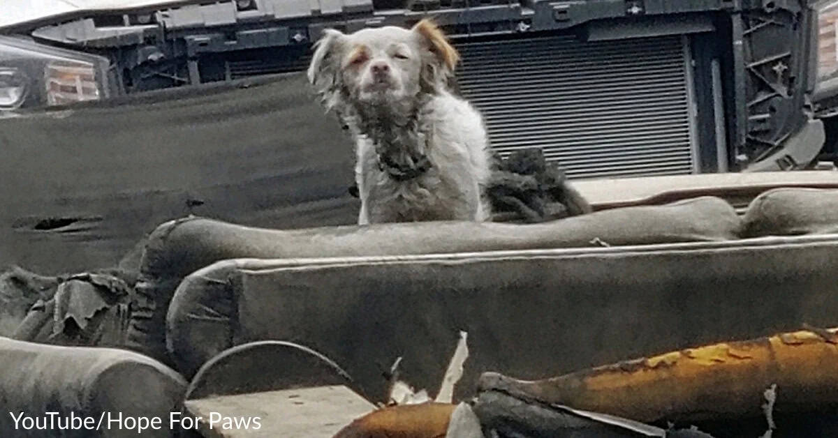 Dumped Dog Slept On A Burnt Couch Until A Retired Firefighter Saved Her