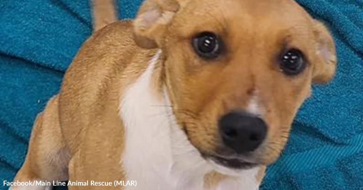 Last Puppy Left Sitting Alone After Her Family Finds Homes
