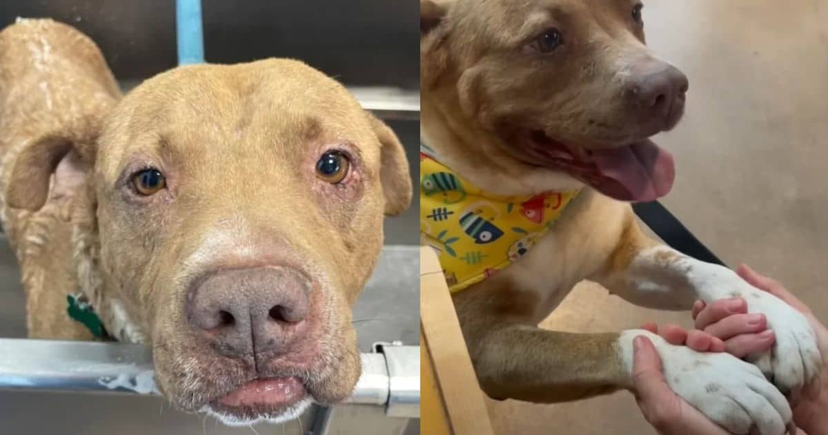 Dog Saved from Abusive Home Seeks Comfort by Holding Hands with Everyone