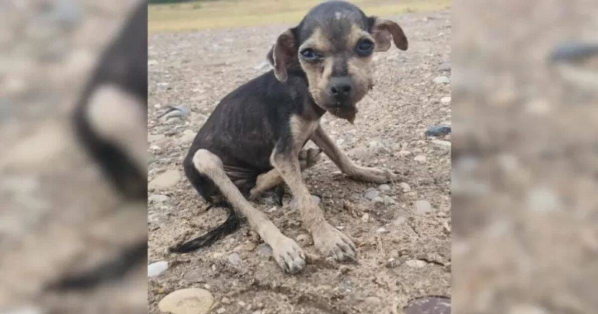 Border Patrol Agent Rescues Skeletal Puppy, Turning Her Into The Happiest Princess