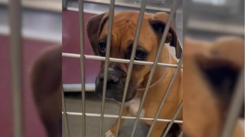 Shelter Dog’s Last Walk Turns Into a Life Changing Rescue