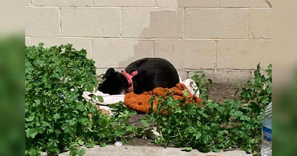 Dog Left Alone with Blanket and Food Waits for Family to Return, Exhausted and Heartbroken