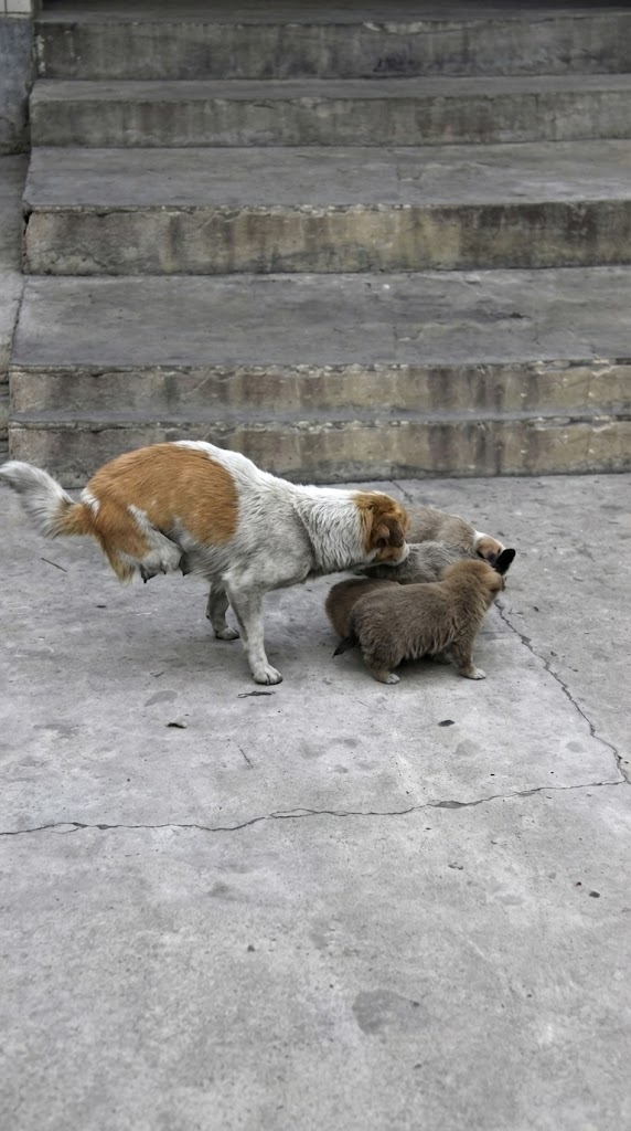 She Had No Back Legs — Yet She Lifted Herself Up to Guard Her Newborn Puppies