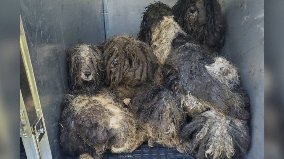 Rescuers Save Fifteen Frightened Dogs Abandoned in Forest Preserve