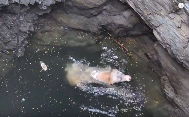 岩から滑り落ち、必死にもがく。