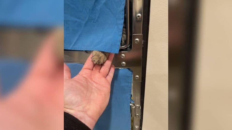 Shelter Cat’s Tender Gesture Brings Hope and a New Beginning