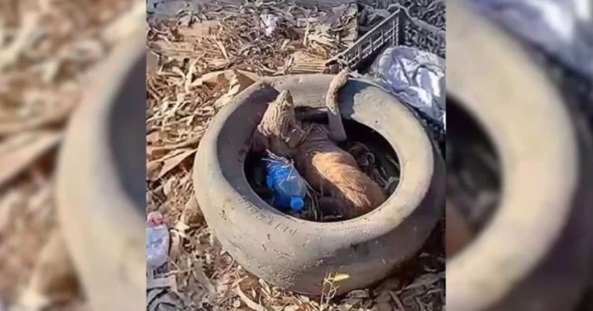Lonely Pup in a Tire Discovers Love and New Beginnings After Heartwarming Rescue