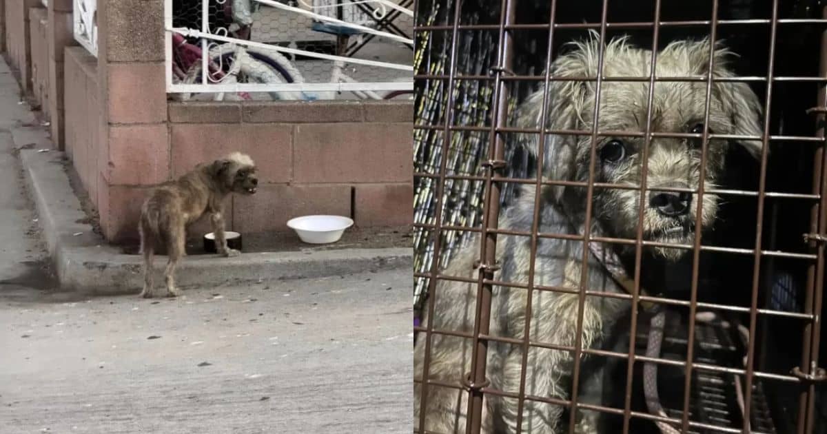 Lonely Pup Searches Door-To-Door For Food Until Kind Neighbors Steps In