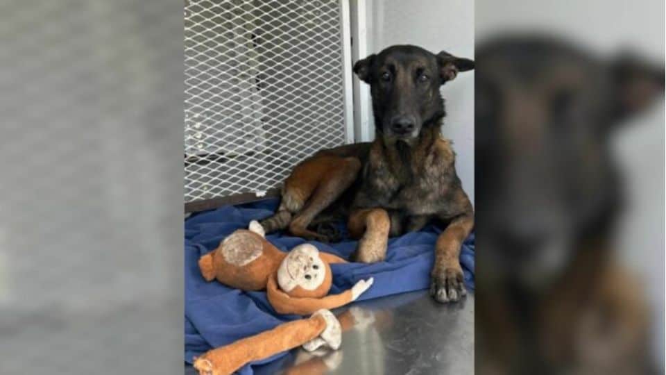 Pup Was Dumped on the Streets of Oregon With Nothing but a Stuffed Monkey to Keep Her Company