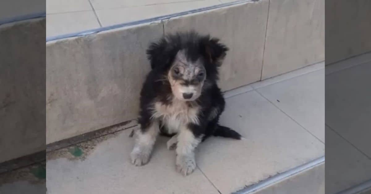 Abandoned Puppy Was Waiting Outside Supermarket For Help When A Miracle Happened
