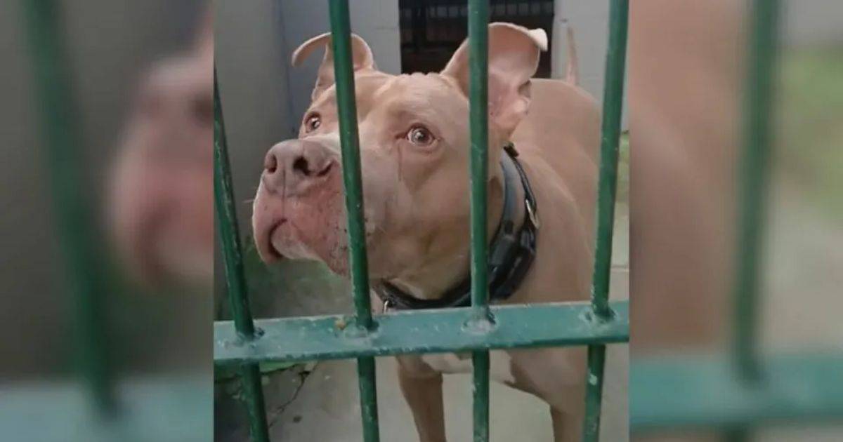 Pup Who Keeps Getting Returned To Shelter Has No Idea Why Nobody Likes Him