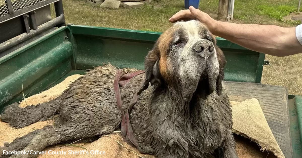 Senior St Bernard Found Trapped in River Mud and Saved Just in Time