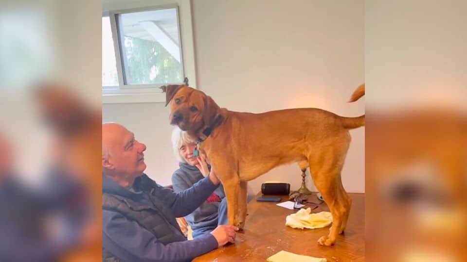 A Granddog’s Paradise: Myko Finds Endless Love At His “Vacation Home”