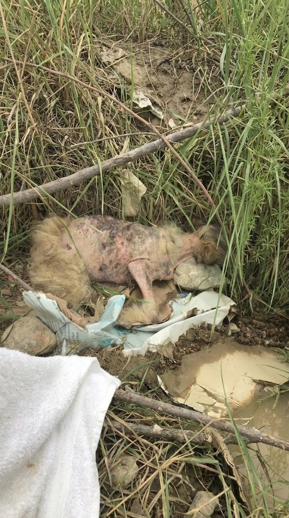 She Was Barely Breathing Beside the Road — Now Linda Is Someone’s Whole World