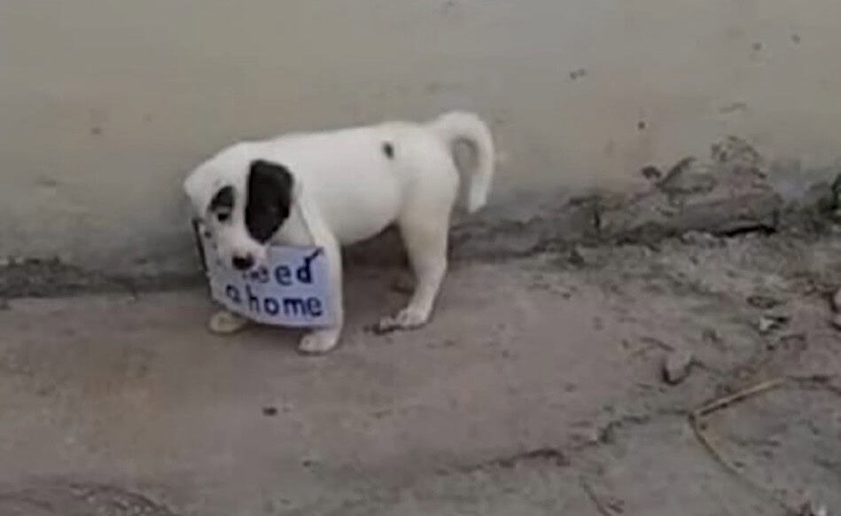 Lonely Puppy With Sign Around His Neck Finally Gets Saved