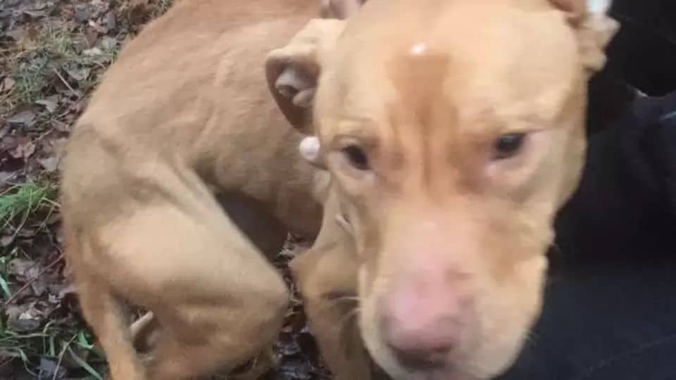 A Little Pit Bull Finds the Family She Always Deserved at a Busy Firehouse