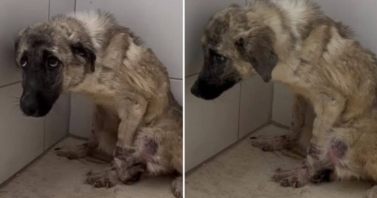 Frightened Abandoned Dog Tied to a Fence Cries Out For Help