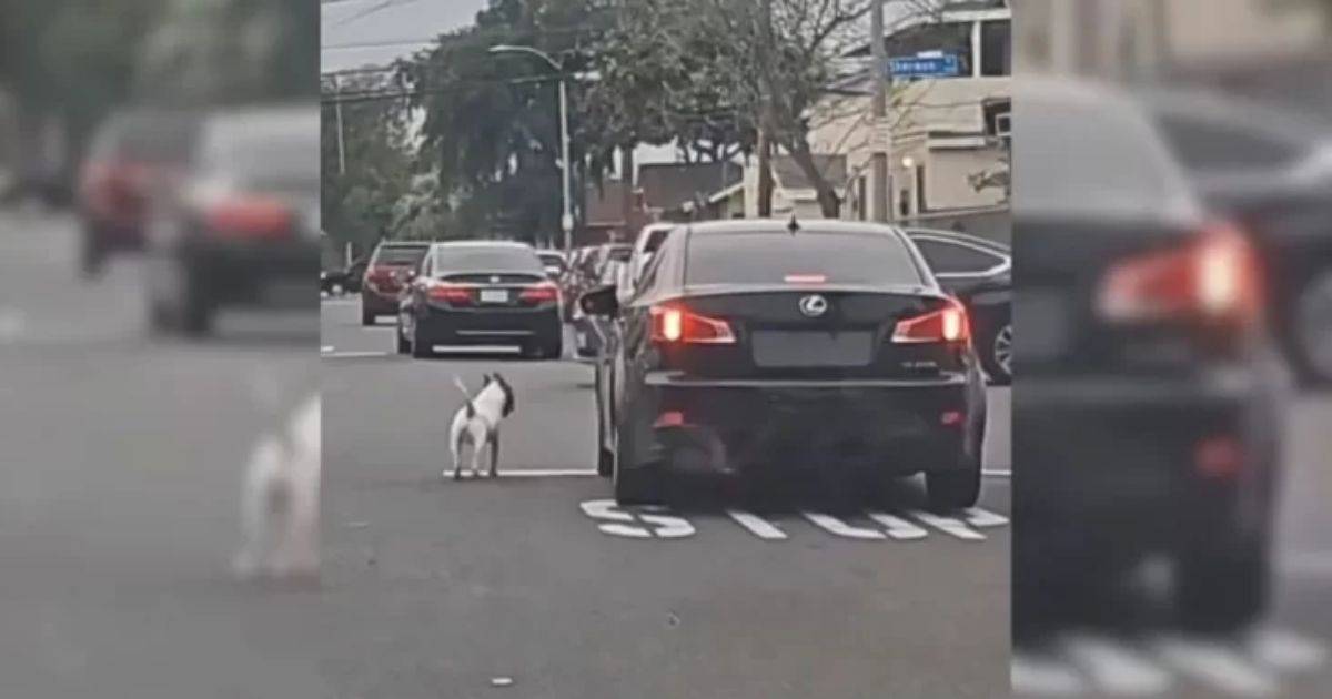 Heartbroken Pup Chases After Car, Refusing to Believe His Owner Left Him Behind
