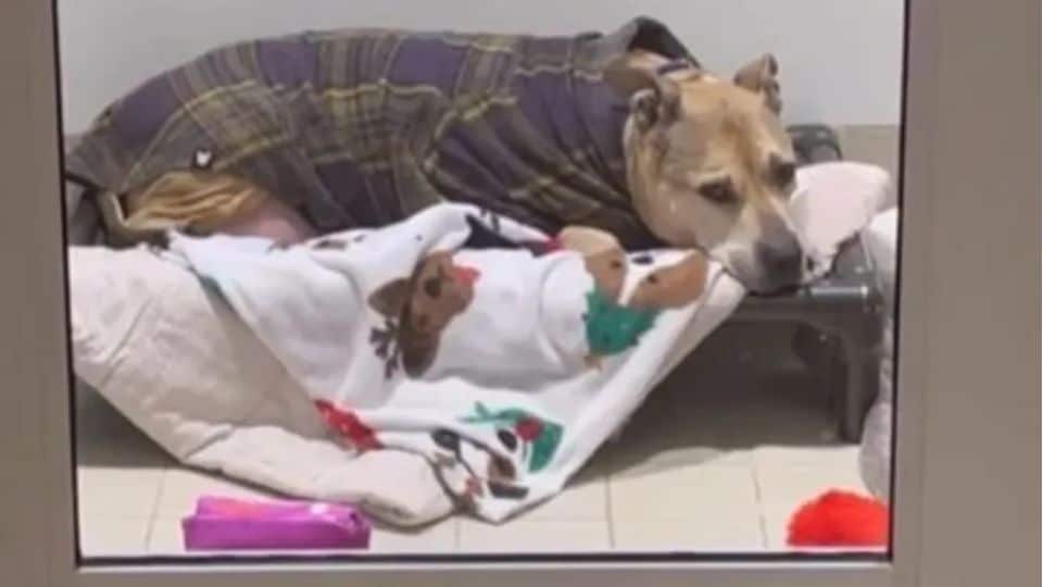 From Hallway to Home: Senior Dog With Cancer Gets the Love He Waited for All His Life