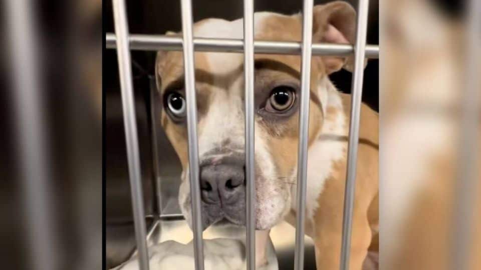 Dog With Two Different Colored Eyes Keeps Getting Returned But Still Hopes For A Forever Family