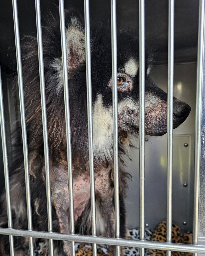 From Broken to Beautiful: Whiskey’s Miracle Journey Will Make You Believe in Love Again