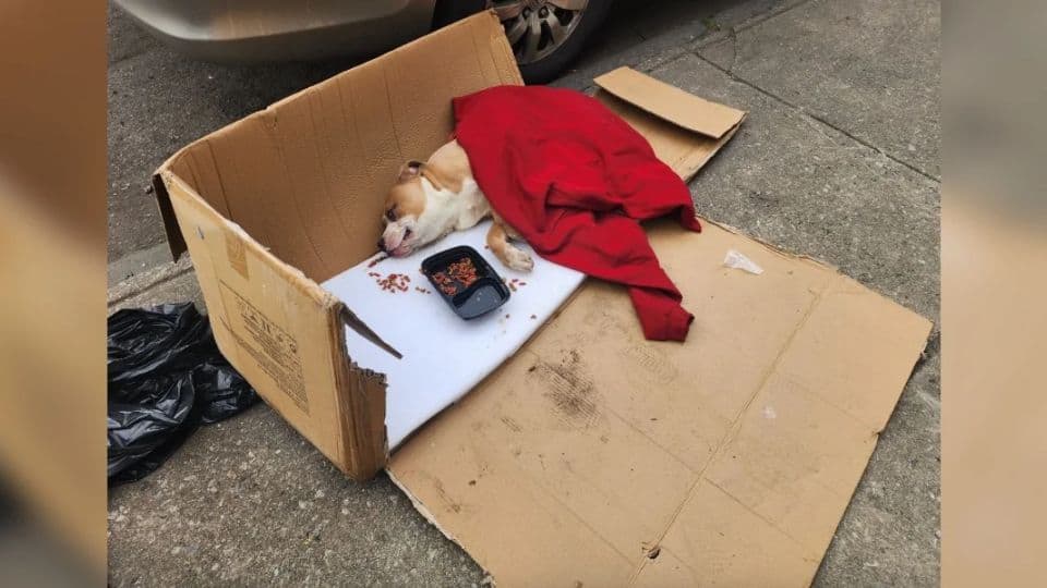 A Paralyzed Pittie Found in a Trash Bag Begins His Long Road Back
