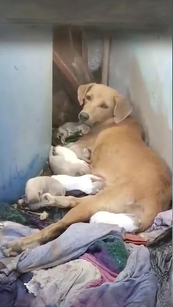 She Curled Around Her Puppies — Even When She Couldn’t Stand Anymore