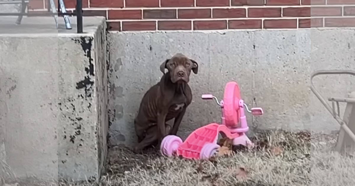 Skinny Stray Pup Finds Comfort in His Rescuer’s Loving Embrace