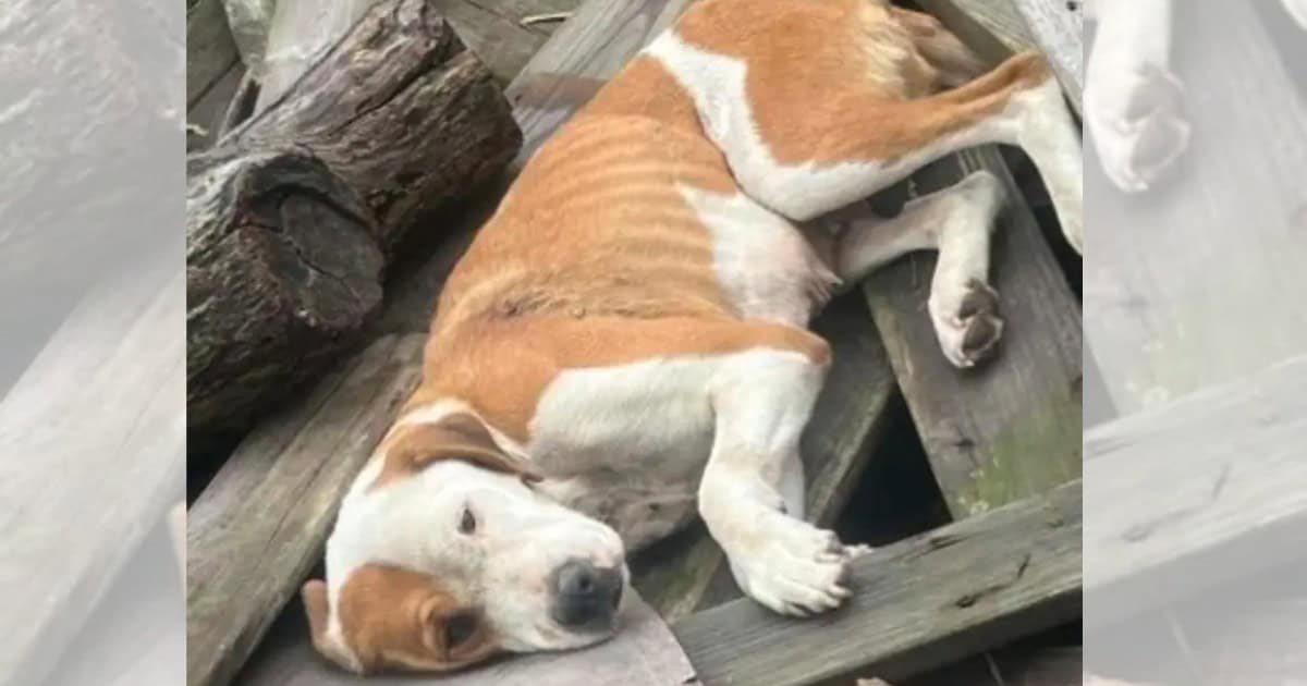Dog Thrown Away Like Trash Had Lost All Hope — Then a Miracle Happened