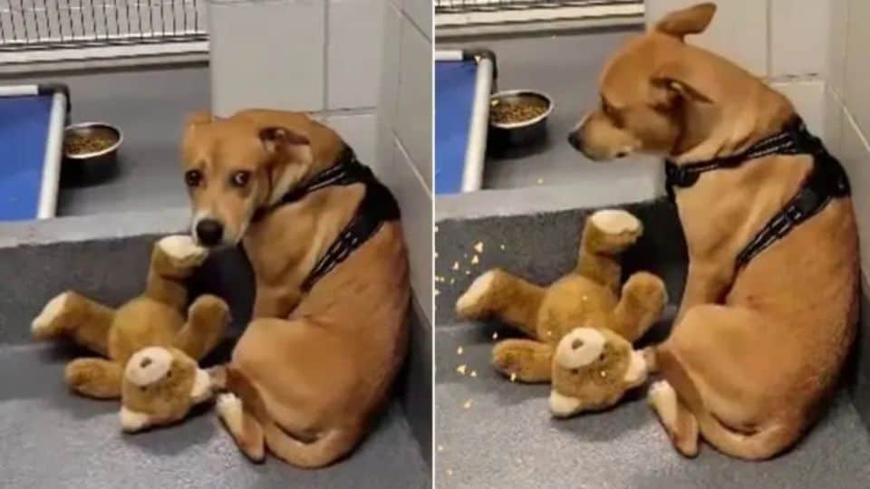 Luna the Shelter Dog Clings to Her Teddy Bear While Waiting for a Family