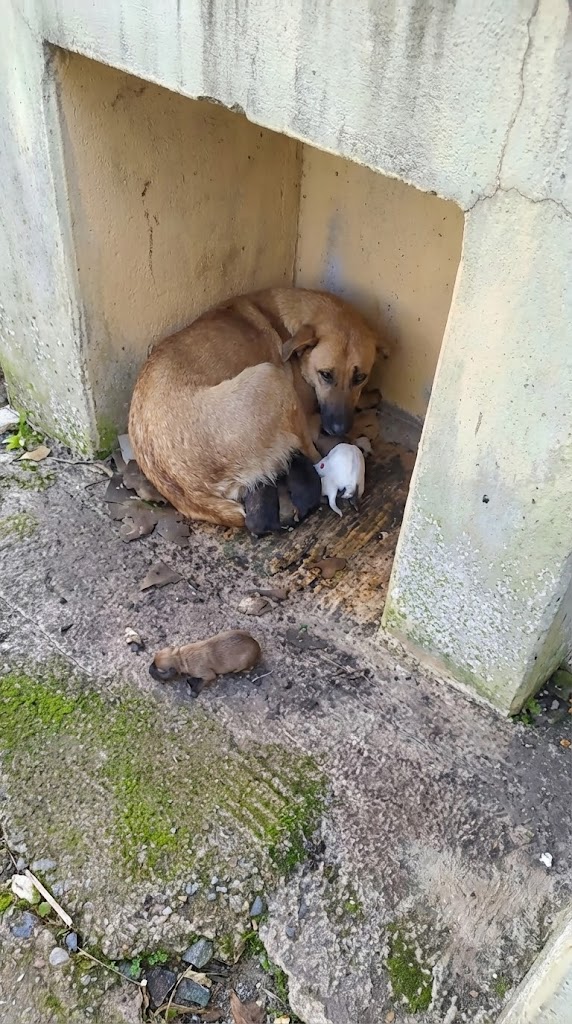 She Gave Birth on Frozen Concrete — And Shielded Every Puppy With Her Own Body