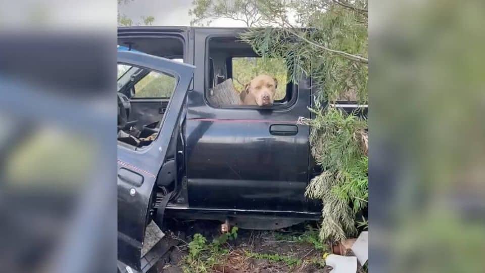 Rescuers Find Sweet Dog In Abandoned Vehicle Waiting For Help