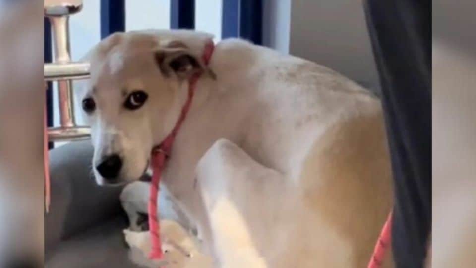 Peanut the Shelter Dog Has Waited Over 500 Days for a Forever Family