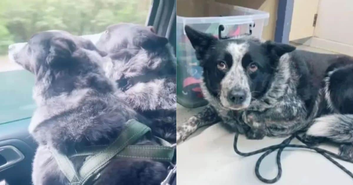 Unexpected Twist: Couple Learns Their New Dog Has a Brother and Adopts Them Both