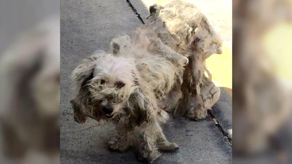 Stray Dog Found at Texas Gas Station Finds a New Life