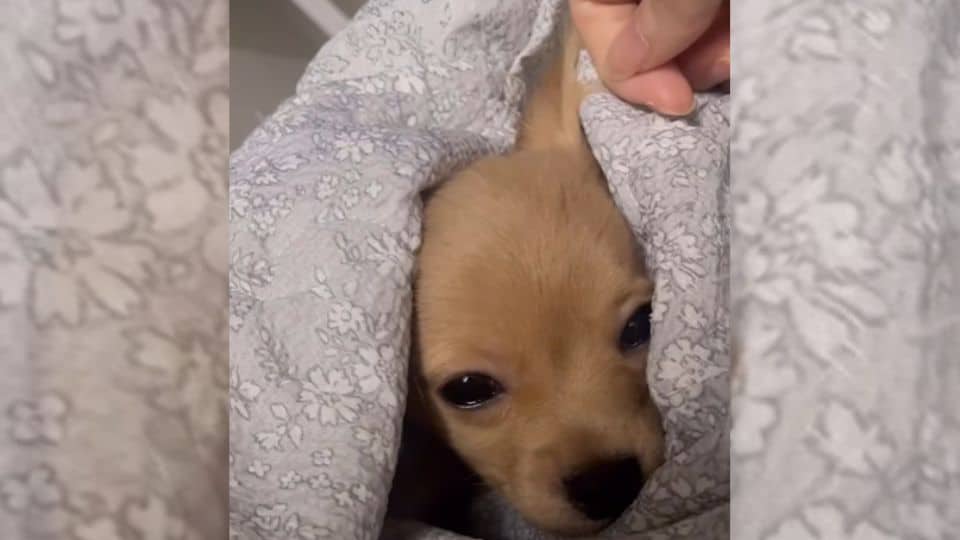 Tiny Puppy Found Shivering On The Street Finally Feels Safe In Loving Arms