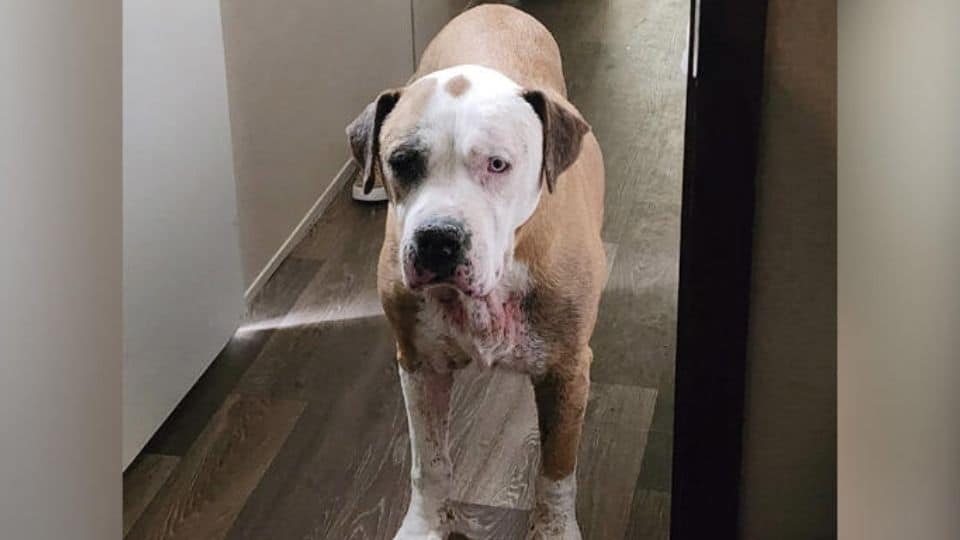 Family Reunited with Missing Dog After 7 Long Years Thanks to Facebook