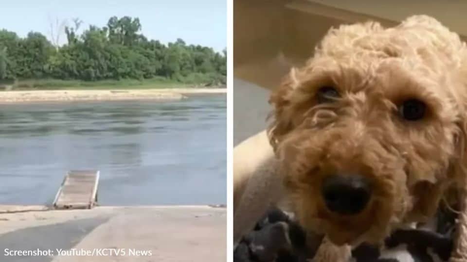 Man Throws Caged Dog Into River and a Stranger Risks Everything to Save Her