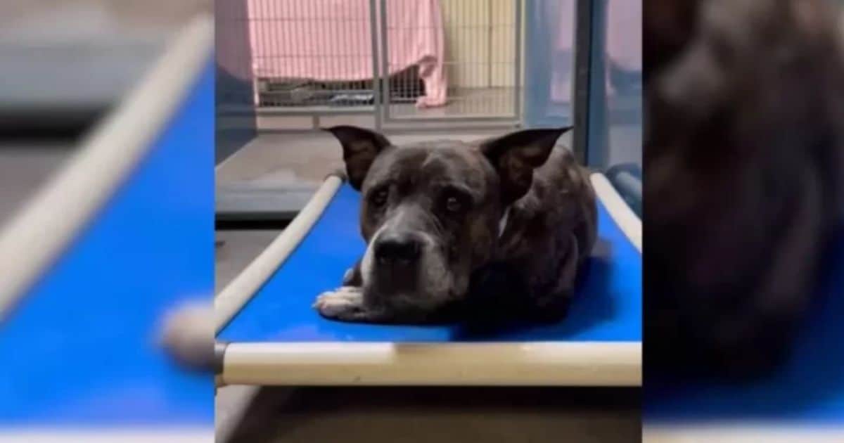 12-Year-Old Pup Saved From Euthanasia, But A Heartbreaking Discovery Awaits