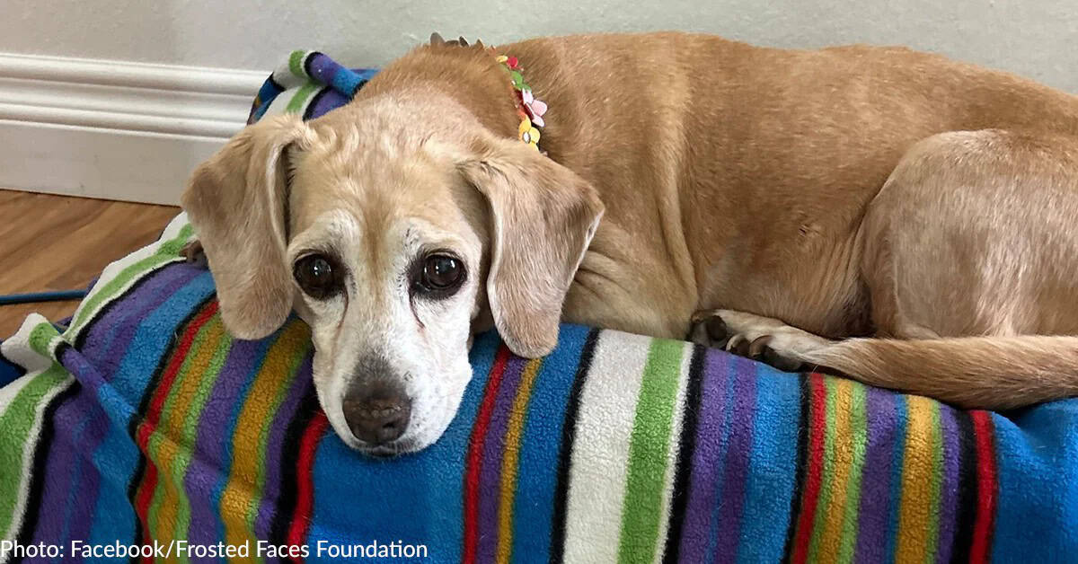 Abandoned Senior Beagle With The Saddest Eyes Finally Finds A Loving Home