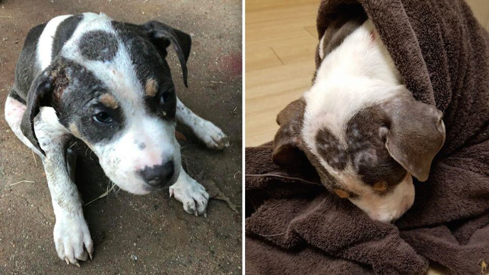 Tiny Puppy Left on Roadside Learns Love After Cruel Abandonment