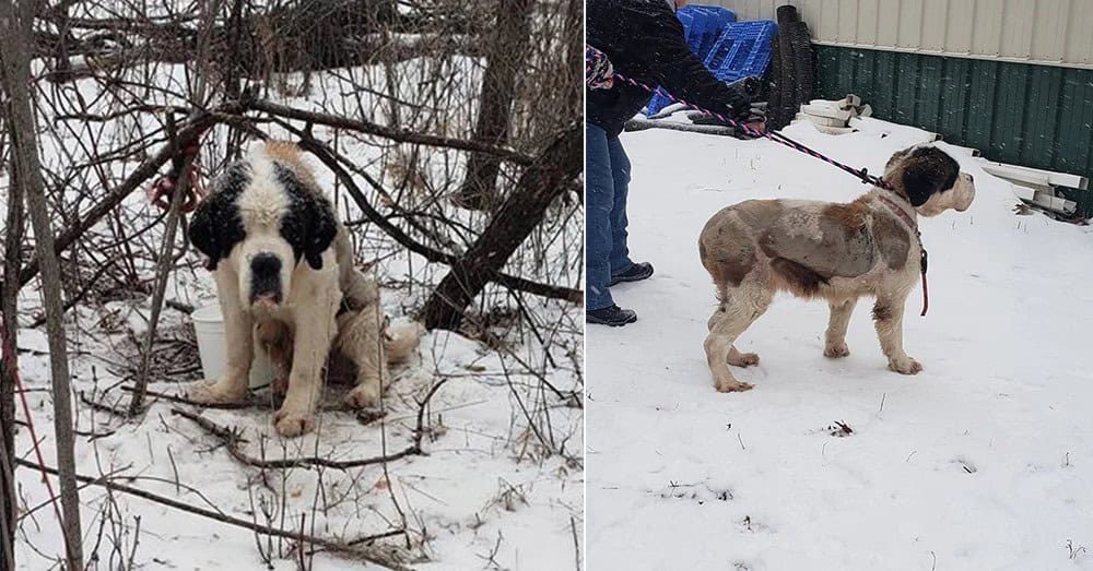 Senior Saint Bernard Lost In Minnesota Winter For 17 Days Still Refused To Give Up
