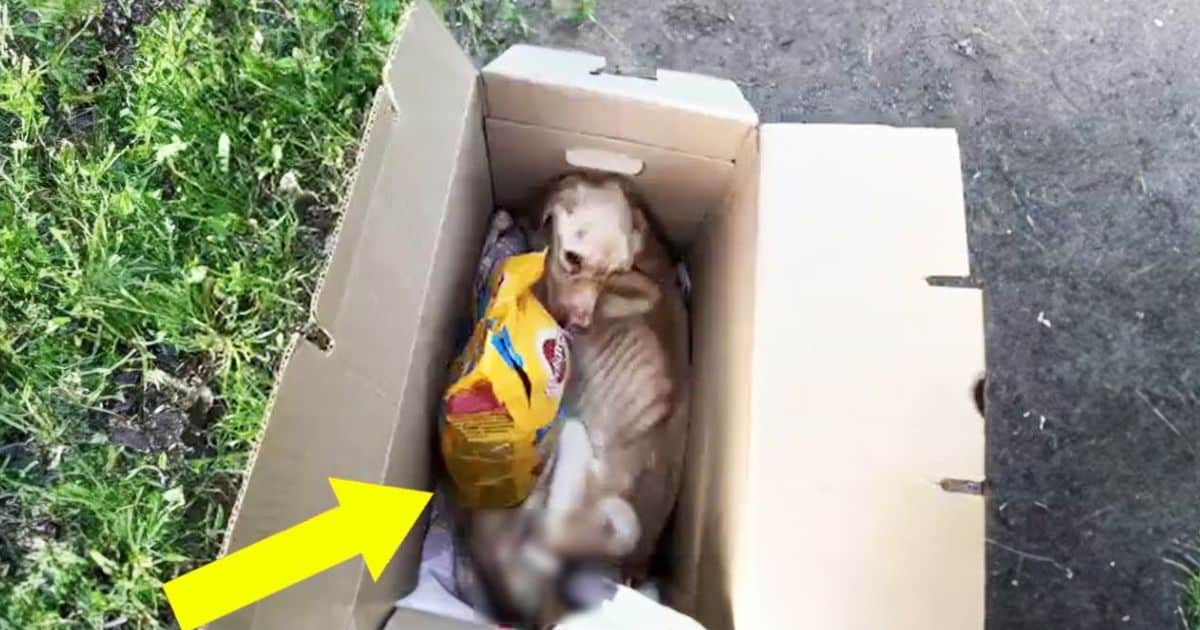 Skinny Dog Rescued After Lifelong Cage Life Begins Exciting New Journey