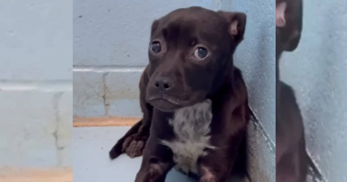 Traumatized Puppy Who Was Trembling In Her Kennel Finds Courage and Joy