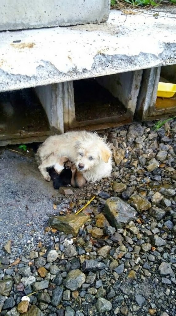 She Couldn’t See — But She Never Stopped Protecting Her Puppies